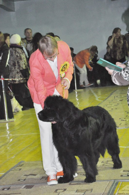 Фото: ньюфаундленд Kara Ayular Winter Caramel, Aleksandr Fayzulin (Александр Файзулин)