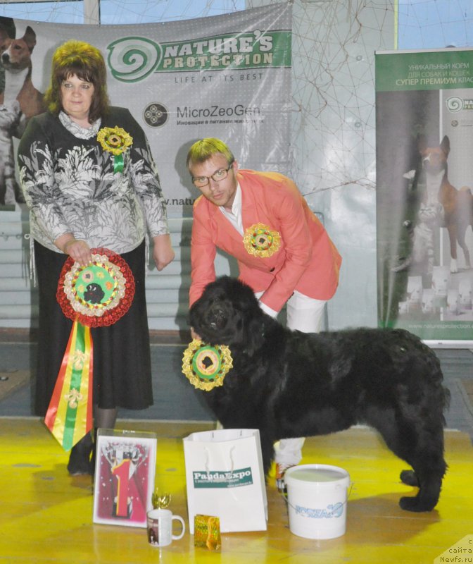 Фото: ньюфаундленд Kara Ayular Winter Caramel, Aleksandr Fayzulin (Александр Файзулин)