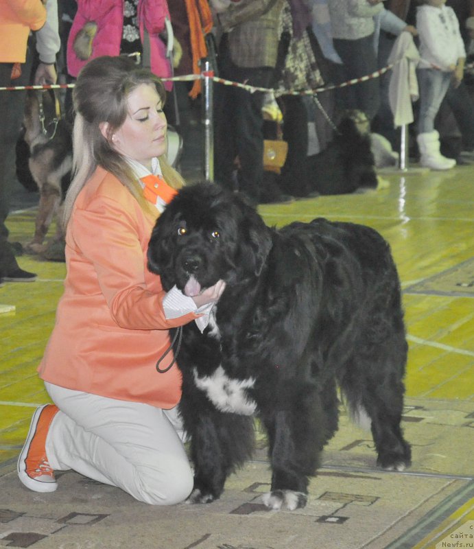 Фото: ньюфаундленд Kara Ayular Winter Snow Flake, Люда Аникина