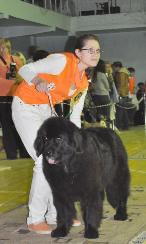 Фото: ньюфаундленд Rokot Volny Varga Kara Ayular (Рокот Волны Варга Кара Аюлар), Natal'ya Korchaga (Наталья Корчага)