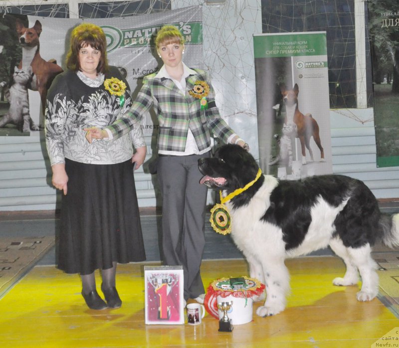 Фото: ньюфаундленд Leonardo San-Marino (Леонардо Сан-Марино), Катерина Даутова, Valeriya Rakuta (Валерия Ракута)