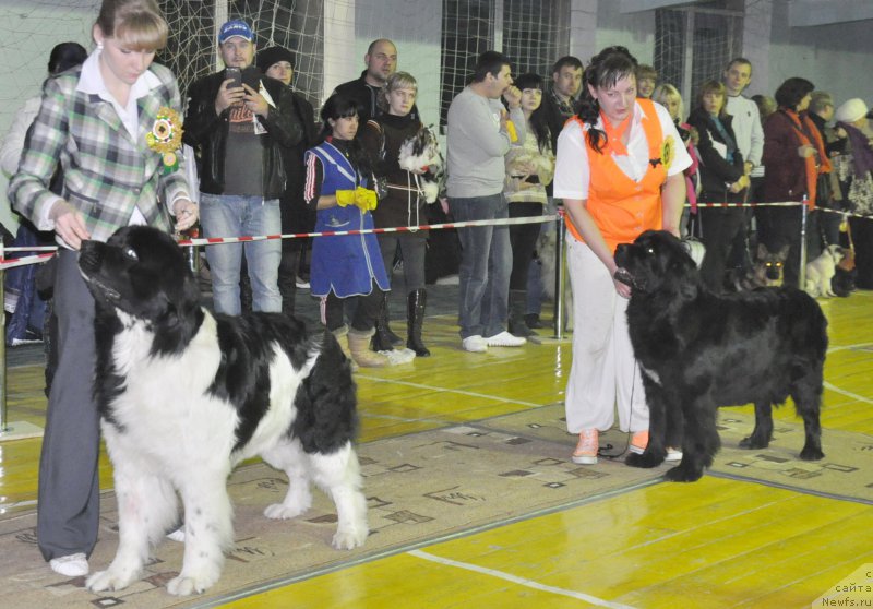 Фото: ньюфаундленд Leonardo San-Marino (Леонардо Сан-Марино), ньюфаундленд Kara Ayular Almaznaya Princessa (Кара Аюлар Алмазная Принцесса), Tat'yana Rustanova (Татьяна Рустанова), Катерина Даутова, Valeriya Rakuta (Валерия Ракута)