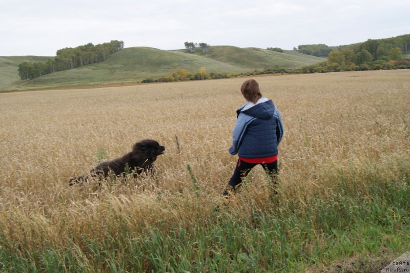 Фото: ньюфаундленд Zahar iz Medvej'ego YAra (Захар из Медвежьего Яра)