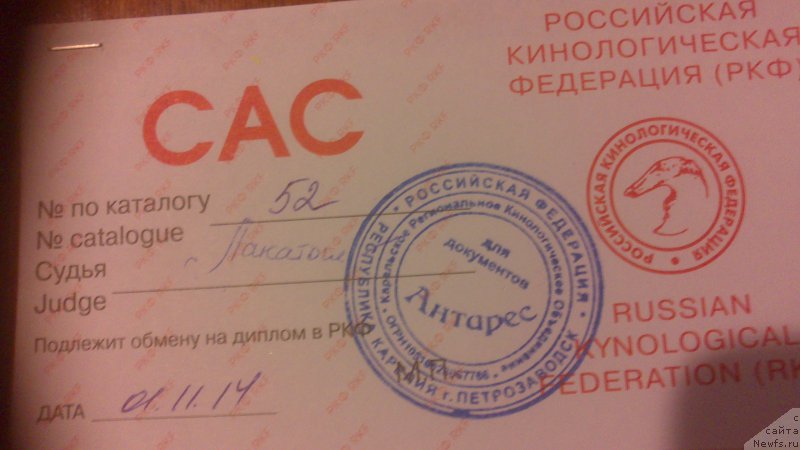 Фото: ньюфаундленд Vivat Brave Master Super Mishka