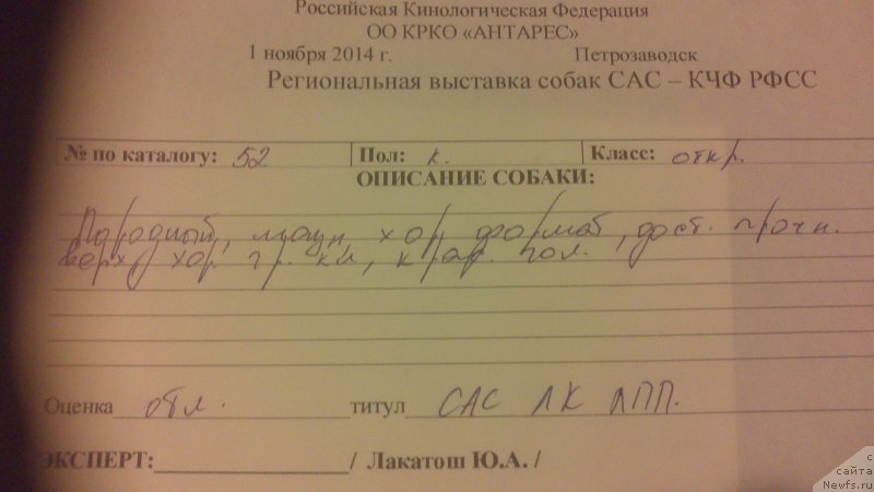 Фото: ньюфаундленд Vivat Brave Master Super Mishka