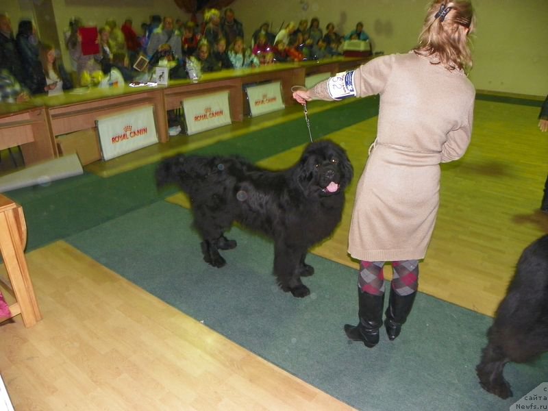 Фото: ньюфаундленд Vivat Brave Master Super Mishka, Ol'ga Malyihina (Ольга Малыхина)