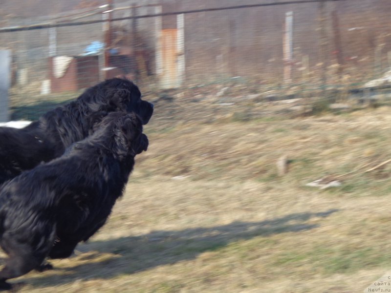 Фото: ньюфаундленд Vito Kacho Ferl (Вито Качо Ферл), ньюфаундленд Super Premium Nemessis (Супер Премиум Немессис)