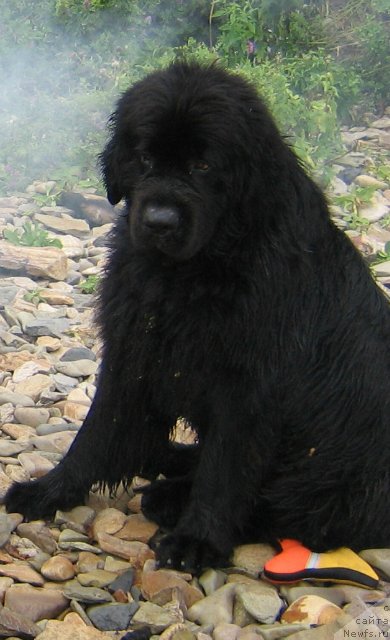 Фото: ньюфаундленд Viski Red Label Veps (Виски Ред Лейбл Вепс)