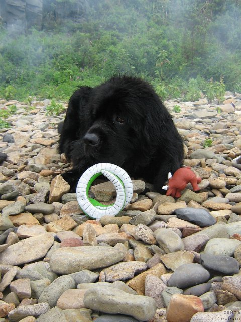 Фото: ньюфаундленд Viski Red Label Veps (Виски Ред Лейбл Вепс)