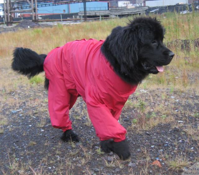 Фото: ньюфаундленд Zhasmine Severny Caprice iz Medvejyego Yara (Жасмин Северный Каприз из Медвежьего Яра)