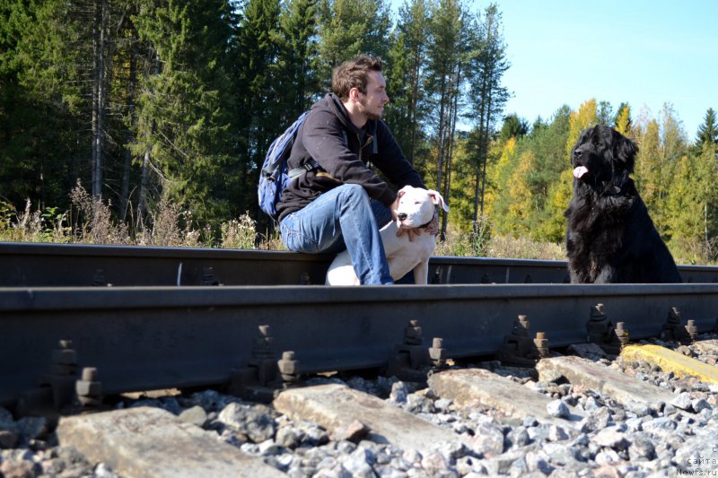 Фото: ньюфаундленд Piternyuf Ideas For Life (Питерньюф Идеас Фор Лифе)