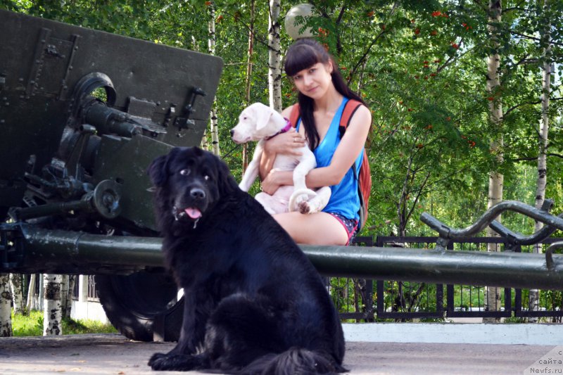 Фото: ньюфаундленд Piternyuf Ideas For Life (Питерньюф Идеас Фор Лифе), Zarina Lubkova (Зарина Лубкова)