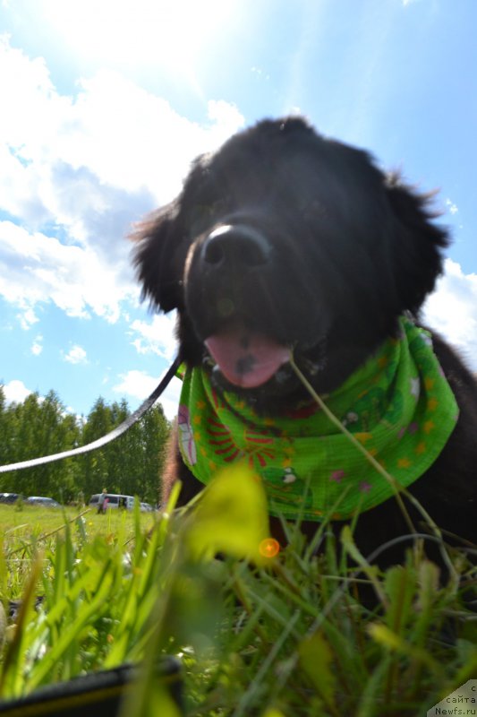 Фото: ньюфаундленд Piternyuf Ideas For Life (Питерньюф Идеас Фор Лифе)