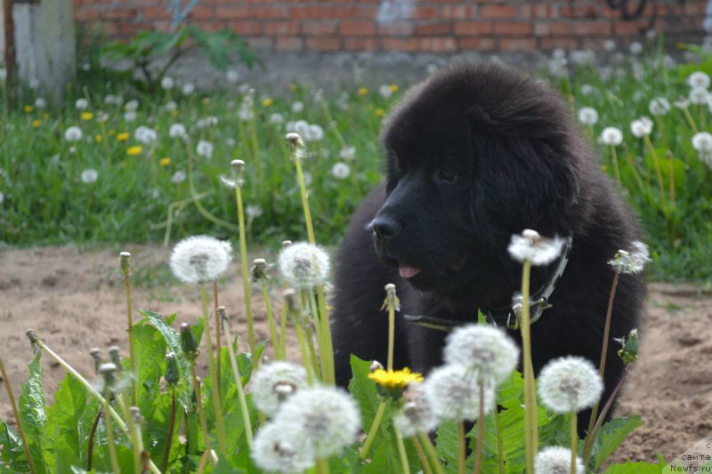 Фото: ньюфаундленд Piternyuf Ideas For Life (Питерньюф Идеас Фор Лифе)