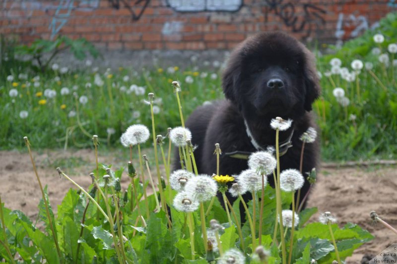 Фото: ньюфаундленд Piternyuf Ideas For Life (Питерньюф Идеас Фор Лифе)