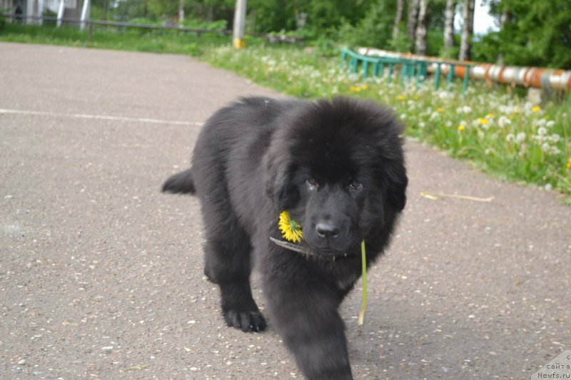 Фото: ньюфаундленд Piternyuf Ideas For Life (Питерньюф Идеас Фор Лифе)