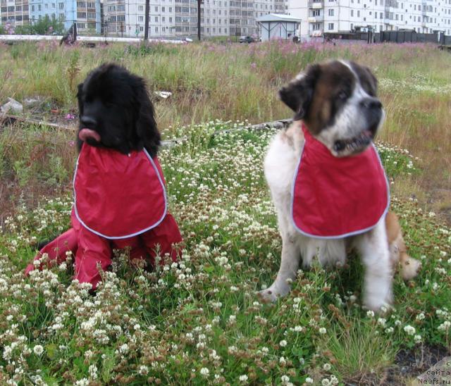 Фото: ньюфаундленд Zhasmine Severny Caprice iz Medvejyego Yara (Жасмин Северный Каприз из Медвежьего Яра)