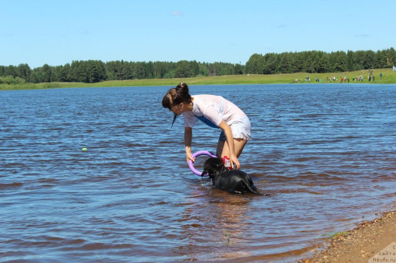 Фото: ньюфаундленд Piternyuf Ideas For Life (Питерньюф Идеас Фор Лифе), Zarina Lubkova (Зарина Лубкова)