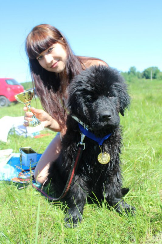 Фото: ньюфаундленд Piternyuf Ideas For Life (Питерньюф Идеас Фор Лифе), Zarina Lubkova (Зарина Лубкова)