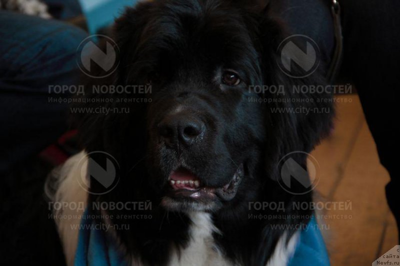 Фото: ньюфаундленд Antey ot Sibirskogo Medvedya (Антей от Сибирского Медведя)