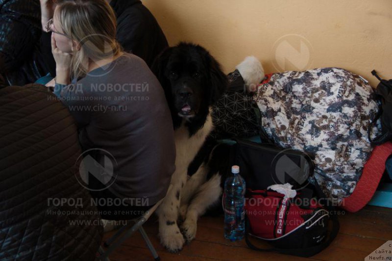 Фото: ньюфаундленд Antey ot Sibirskogo Medvedya (Антей от Сибирского Медведя)