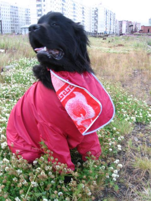 Фото: ньюфаундленд Zhasmine Severny Caprice iz Medvejyego Yara (Жасмин Северный Каприз из Медвежьего Яра)