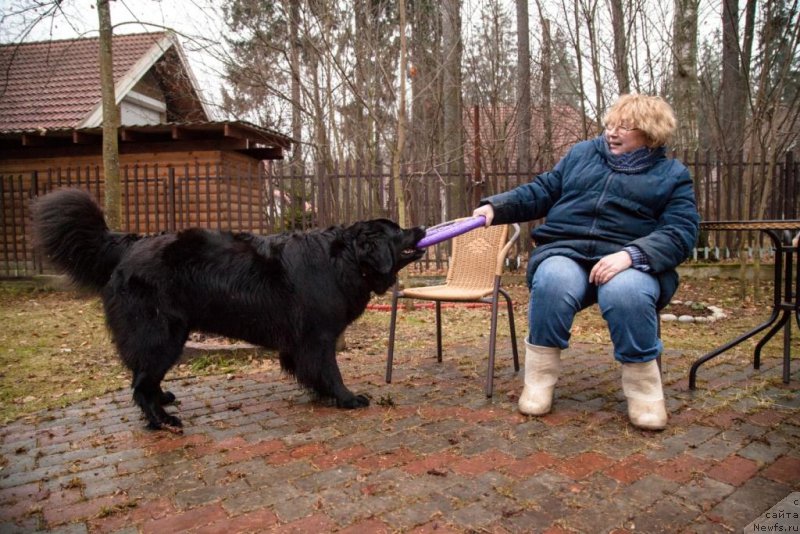 Фото: ньюфаундленд Bonni Flayt (Бонни Флайт), Elena SHigal' (Елена Шигаль)