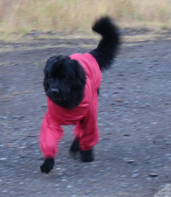 Фото: ньюфаундленд Zhasmine Severny Caprice iz Medvejyego Yara (Жасмин Северный Каприз из Медвежьего Яра)