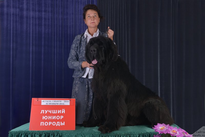 Фото: ньюфаундленд Rose Wanted Impressing Stunningly, Elena Zaharova (Елена Захарова)