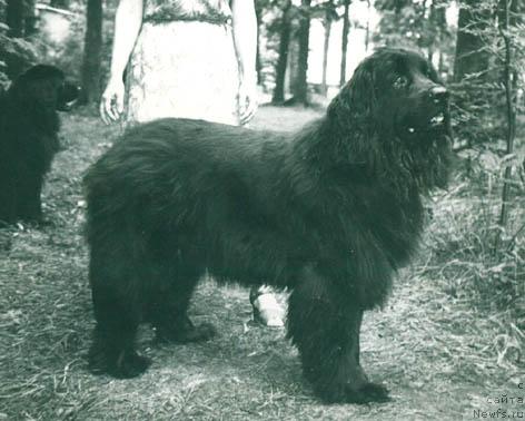 Фото: ньюфаундленд Del'vi Devol'f (Дельви Девольф)