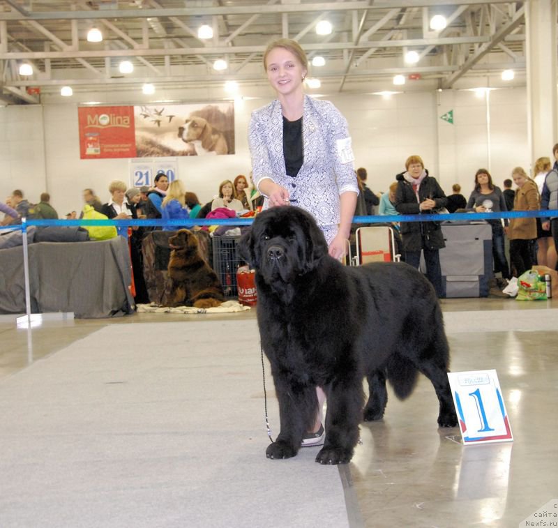 Фото: Margarita Dolotova (Маргарита Долотова), ньюфаундленд As True for Beguschaya po Volnam Dinastiya Soverchenstva (Аз Труэ Бегущая по Волнам Династия Совершенства)