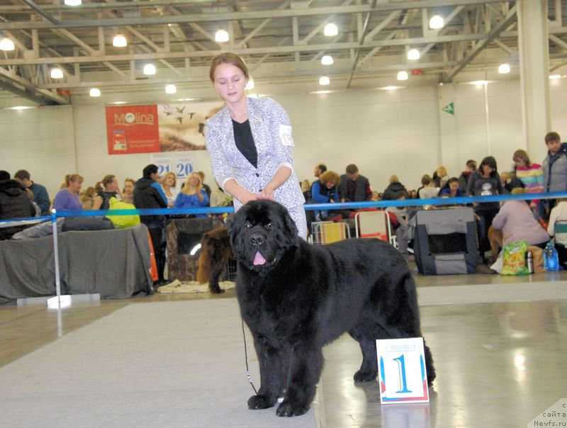 Фото: Margarita Dolotova (Маргарита Долотова), ньюфаундленд As True for Beguschaya po Volnam Dinastiya Soverchenstva (Аз Труэ Бегущая по Волнам Династия Совершенства)