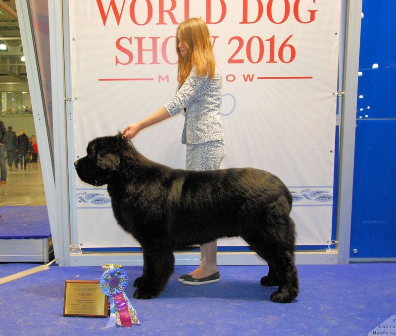 Фото: Margarita Dolotova (Маргарита Долотова), ньюфаундленд As True for Beguschaya po Volnam Dinastiya Soverchenstva (Аз Труэ Бегущая по Волнам Династия Совершенства)