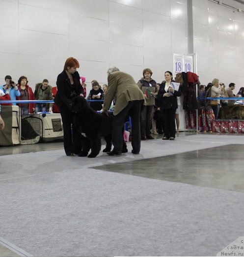 Фото: ньюфаундленд Super Bizon Liliman (Супер Бизон Лилимэн)