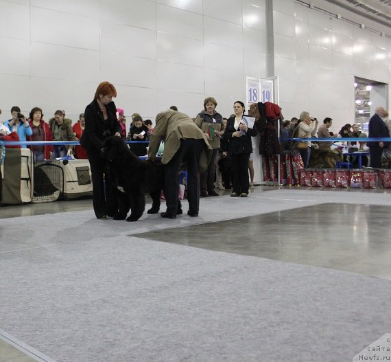 Фото: ньюфаундленд Super Bizon Liliman (Супер Бизон Лилимэн)