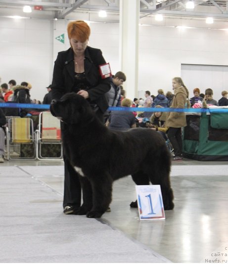 Фото: ньюфаундленд Super Bizon Liliman (Супер Бизон Лилимэн)