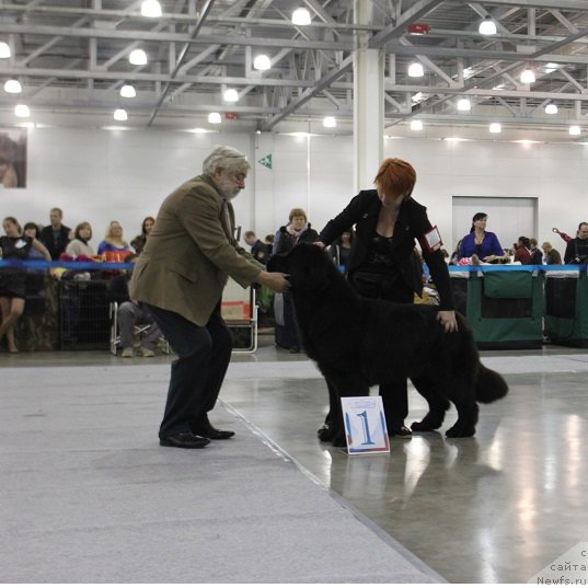 Фото: ньюфаундленд Super Bizon Liliman (Супер Бизон Лилимэн)