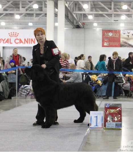 Фото: ньюфаундленд Super Bizon Liliman (Супер Бизон Лилимэн)