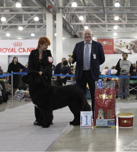 Фото: ньюфаундленд Super Bizon Liliman (Супер Бизон Лилимэн)