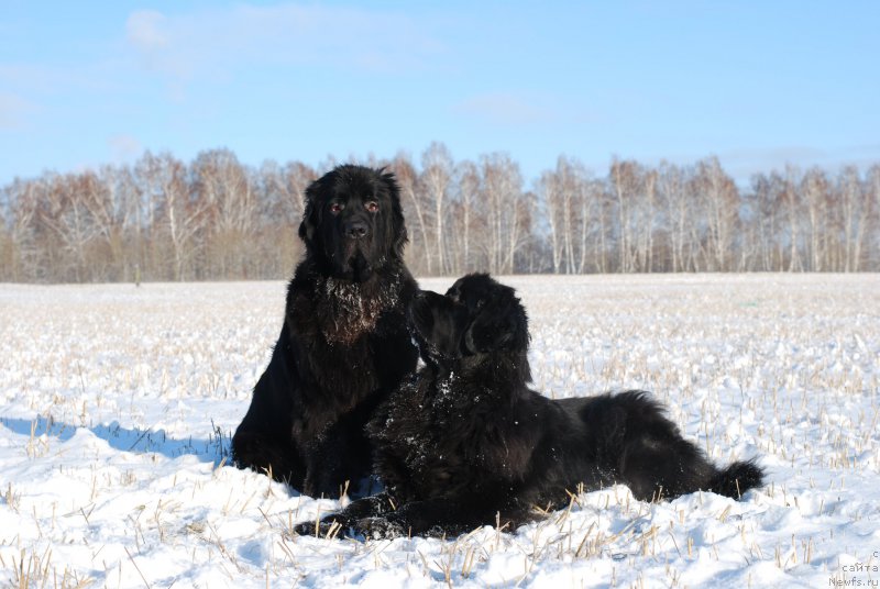 Фото: ньюфаундленд Geneva Moon Bear, ньюфаундленд Formula Lyubvi ot Sibirskogo Medvedya (Формула Любви от Сибирского Медведя)
