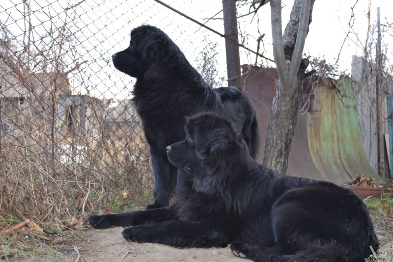 Фото: ньюфаундленд Talisman Morya Magiya Voln (Талисман Моря Магия Волн), ньюфаундленд Talisman Morya Mishel' (Талисман Моря Мишель)