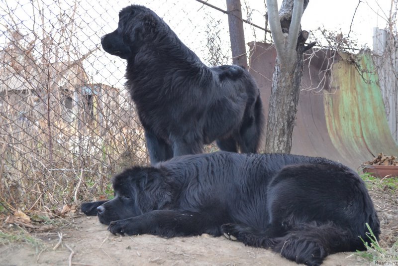 Фото: ньюфаундленд Talisman Morya Magiya Voln (Талисман Моря Магия Волн), ньюфаундленд Talisman Morya Mishel' (Талисман Моря Мишель)