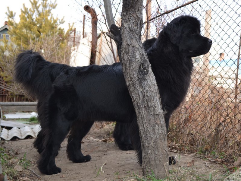 Фото: ньюфаундленд Talisman Morya Magiya Voln (Талисман Моря Магия Волн)