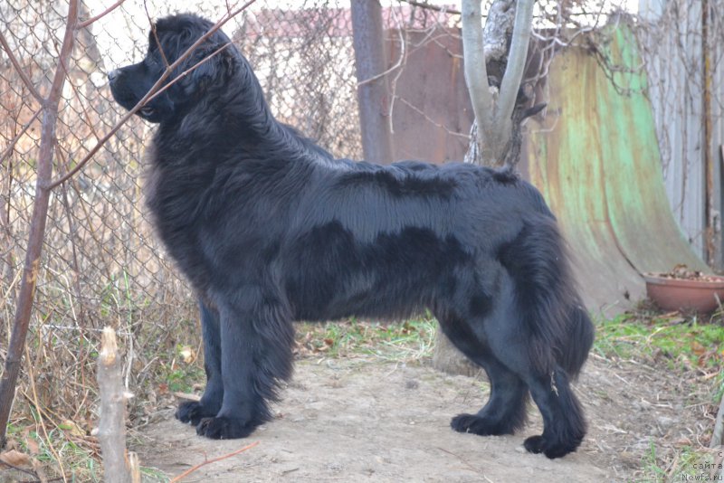 Фото: ньюфаундленд Talisman Morya Magiya Voln (Талисман Моря Магия Волн)