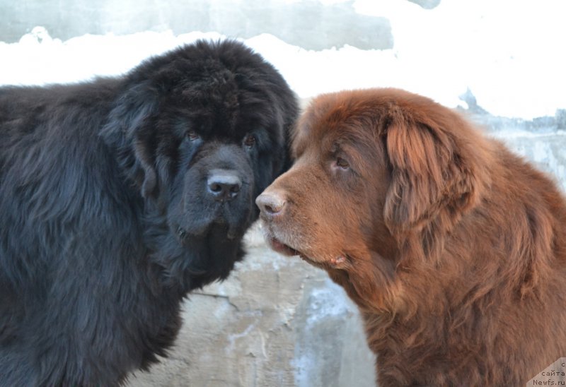 Фото: ньюфаундленд Super Premium Ameliya YEkshen (Супер Премиум Амелия Экшен), ньюфаундленд Arkadiya Vivat Arbona (Аркадия Виват Арбона)