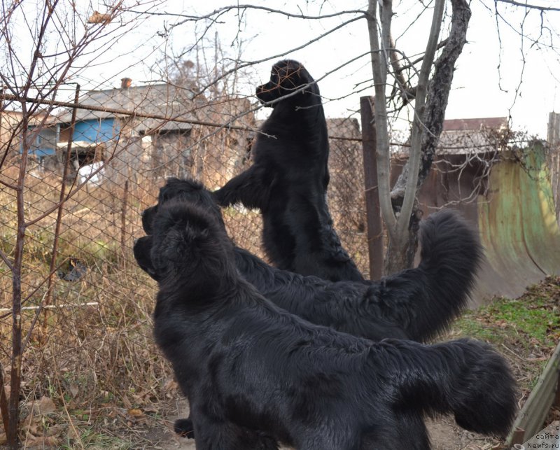 Фото: ньюфаундленд Talisman Morya Mishel' (Талисман Моря Мишель), ньюфаундленд I'm Little Princess Midnight Bear, ньюфаундленд Talisman Morya Magiya Voln (Талисман Моря Магия Волн)