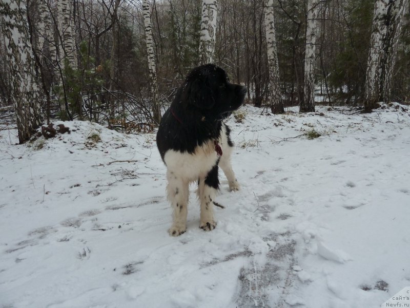 Фото: ньюфаундленд Bi Perfekt Vitko YUgo (Би Перфект Витко Юго)