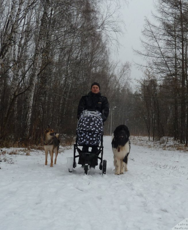 Фото: ньюфаундленд Bi Perfekt Vitko YUgo (Би Перфект Витко Юго)