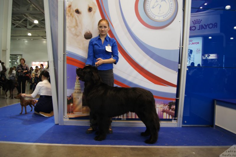 Фото: ньюфаундленд Chernyj Chank s Berega Dona (Черный Чанк с Берега Дона)