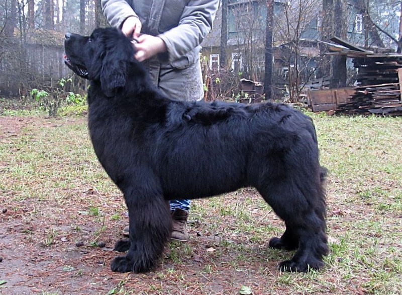 Фото: ньюфаундленд Smigar Talk of Soul (Смигар Ток ов Соул)